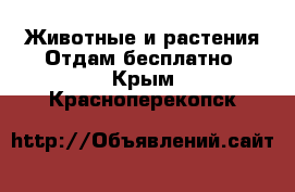 Животные и растения Отдам бесплатно. Крым,Красноперекопск